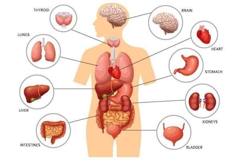 qua-trinh-dao-thai-doc-to-trong-co-the-1