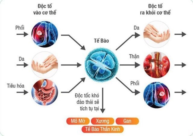qua-trinh-dao-thai-doc-to-trong-co-the-2